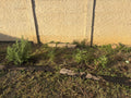 ☀️ South Texas Summer Planting Guide (FREE)