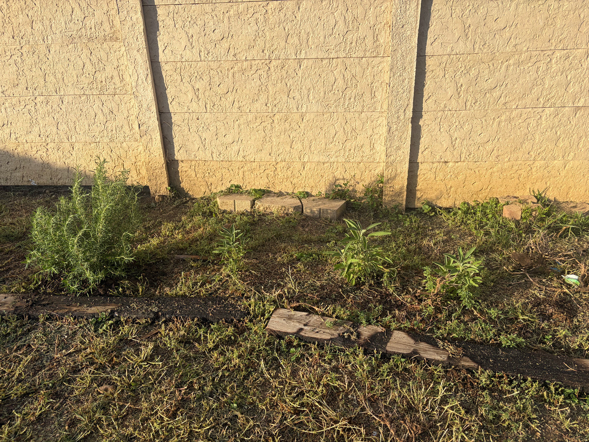 ☀️ South Texas Summer Planting Guide (FREE)