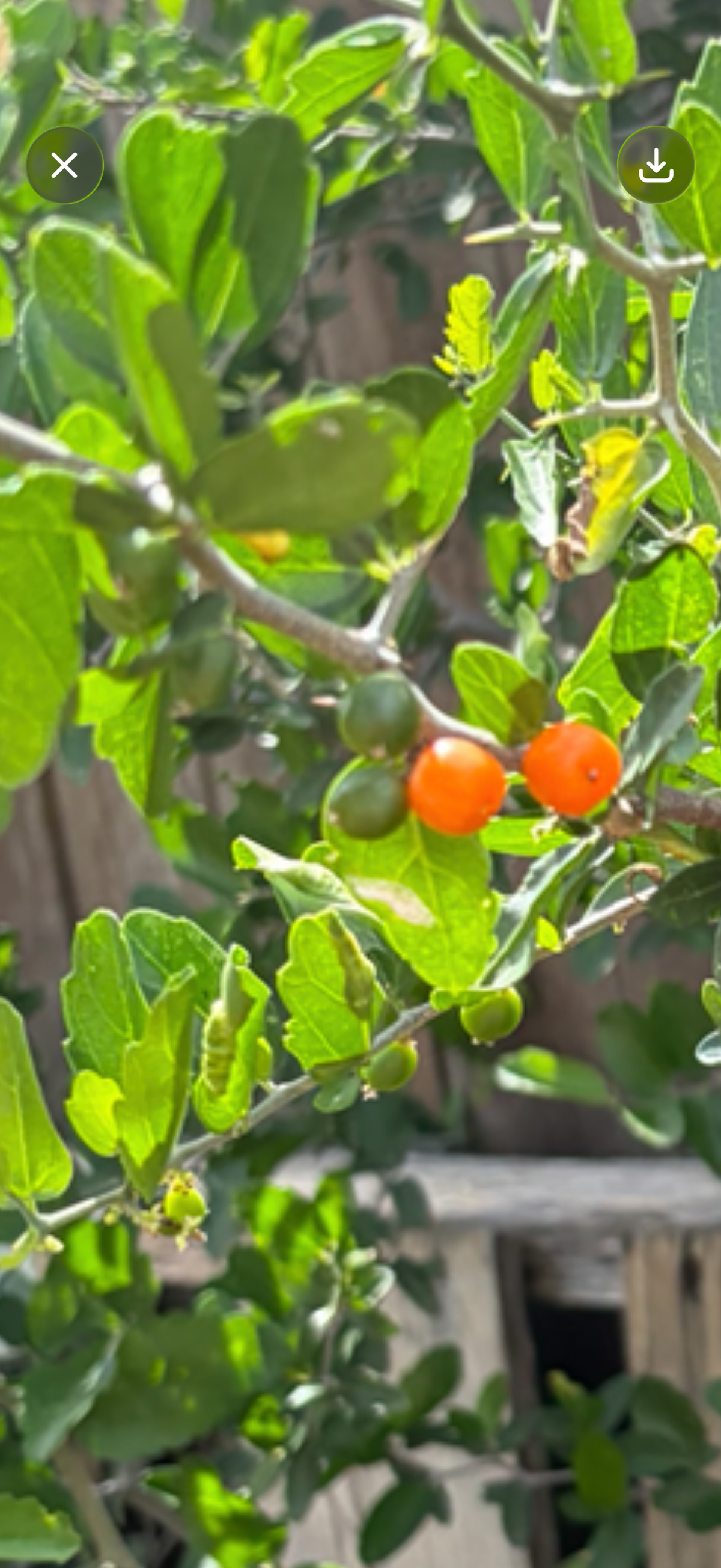 🌿 Halfway Homestead Weekly Garden Notes — Week 1 (FREE)