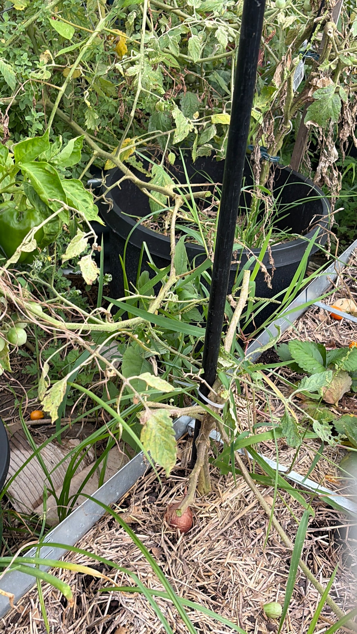 🌱 First Garden Checklist (FREE)